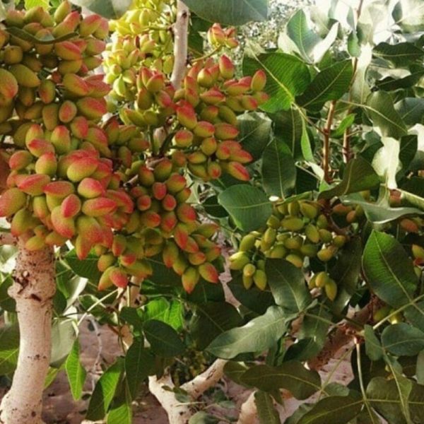 باغ پسته در کرمان
